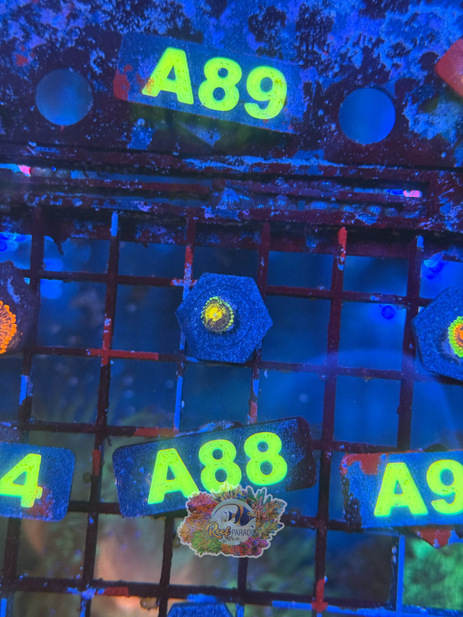 WYSIWYG A88 Yellow Zoa