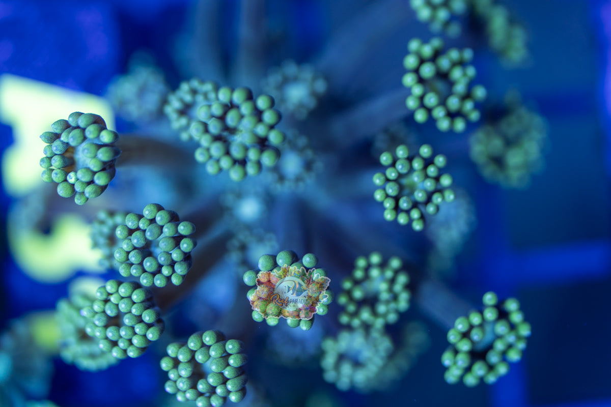 WYSIWYG 30 Green Gonipora