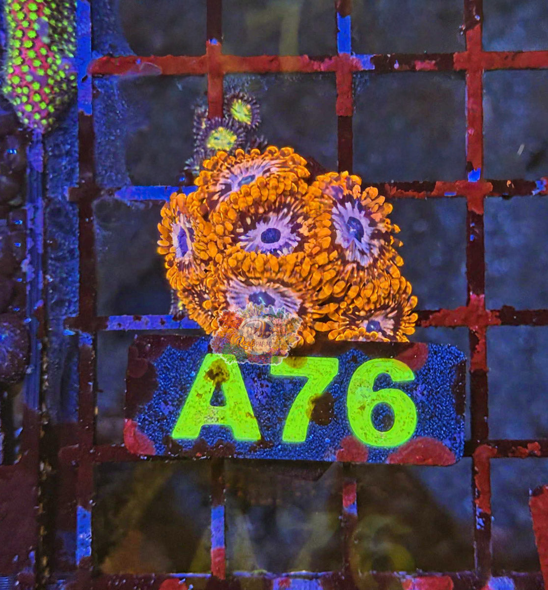 WYSIWYG 76  Utter Chaos zoa