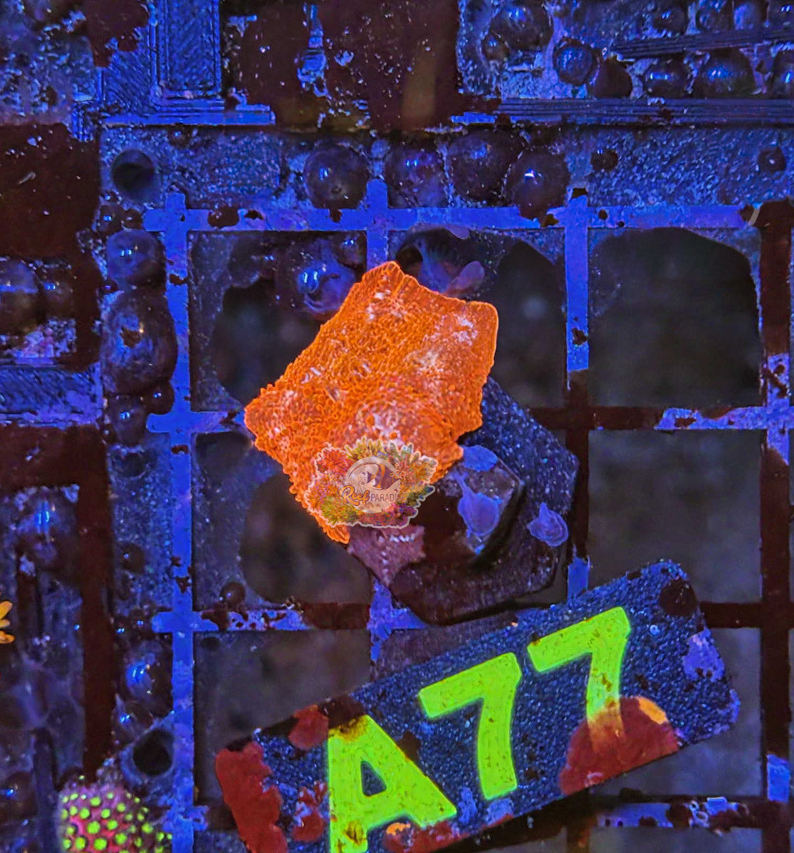 WYSIWYG 77 Discosoma Mushroom