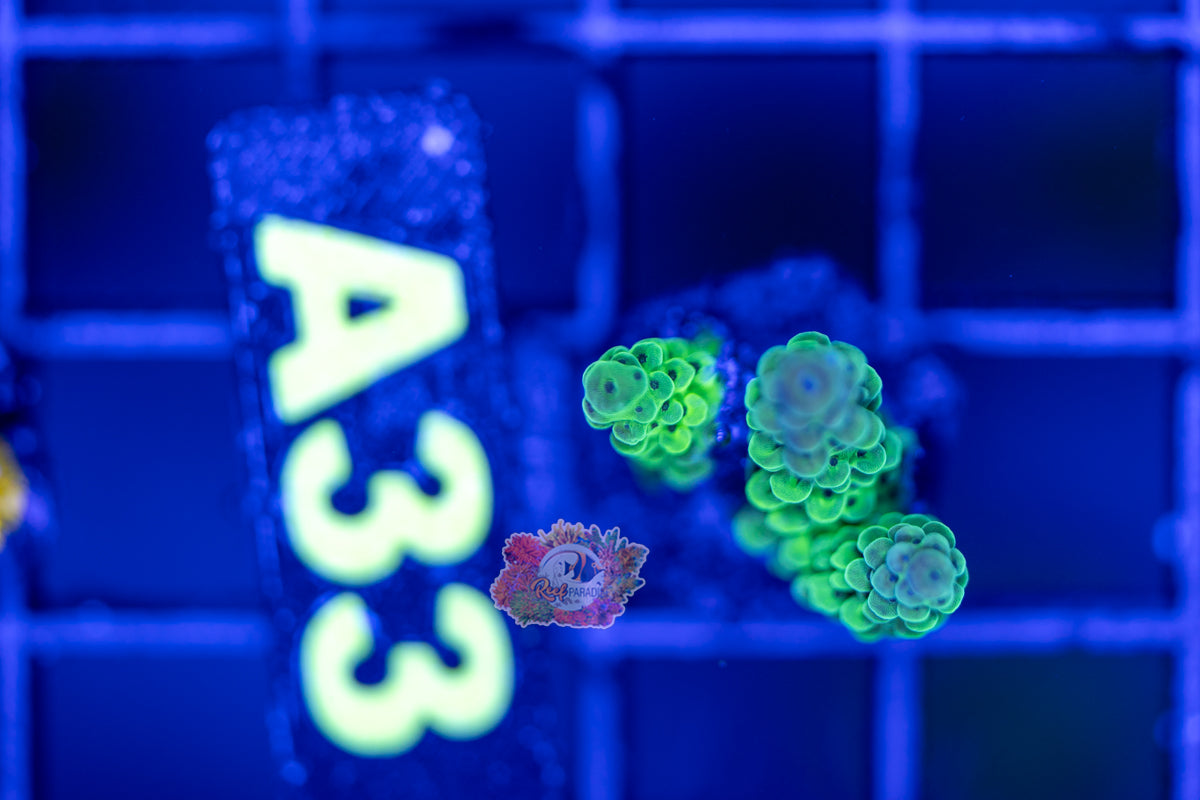 WYSIWYG 33 Green Acropora