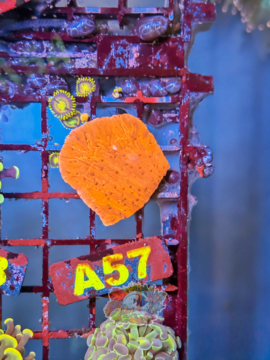 WYSIWYG A57 Red Monti