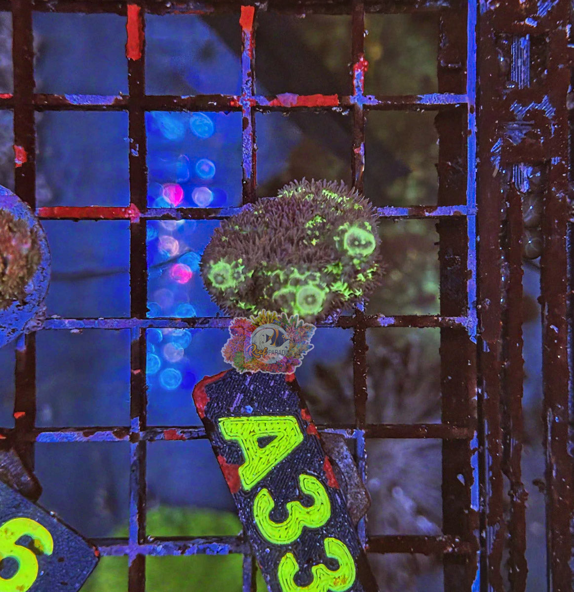 WYSIWYG 33 Green Acropora