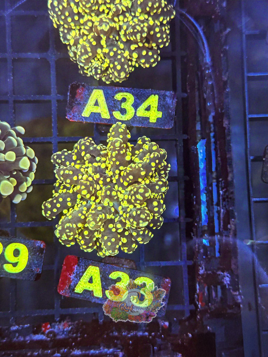 WYSIWYG A33 Golden Octospawn