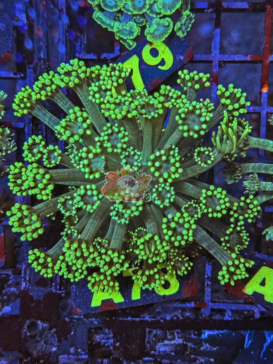 WYSIWYG 78 Goniopora