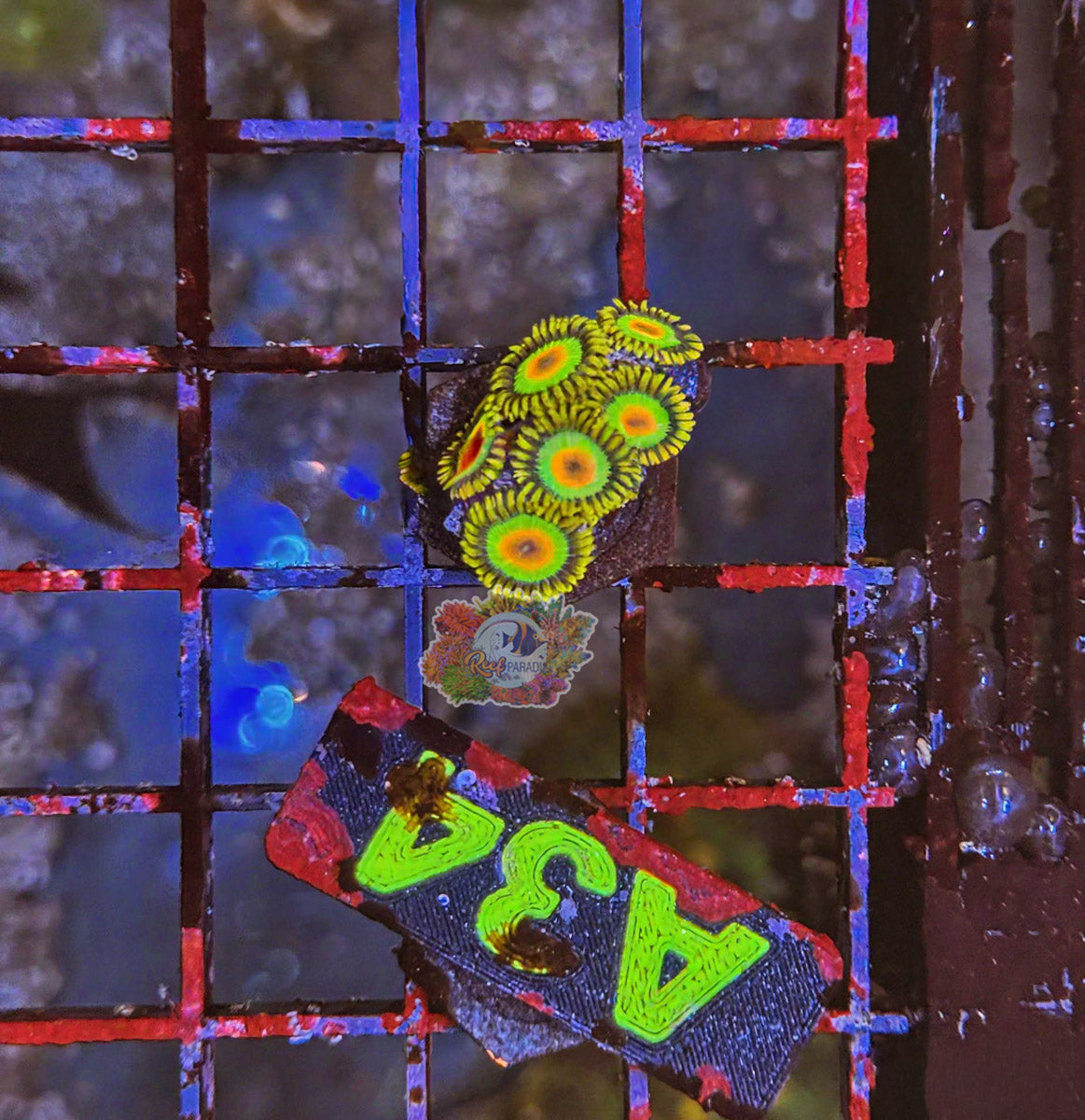 WYSIWYG 34 Rasta Zoa