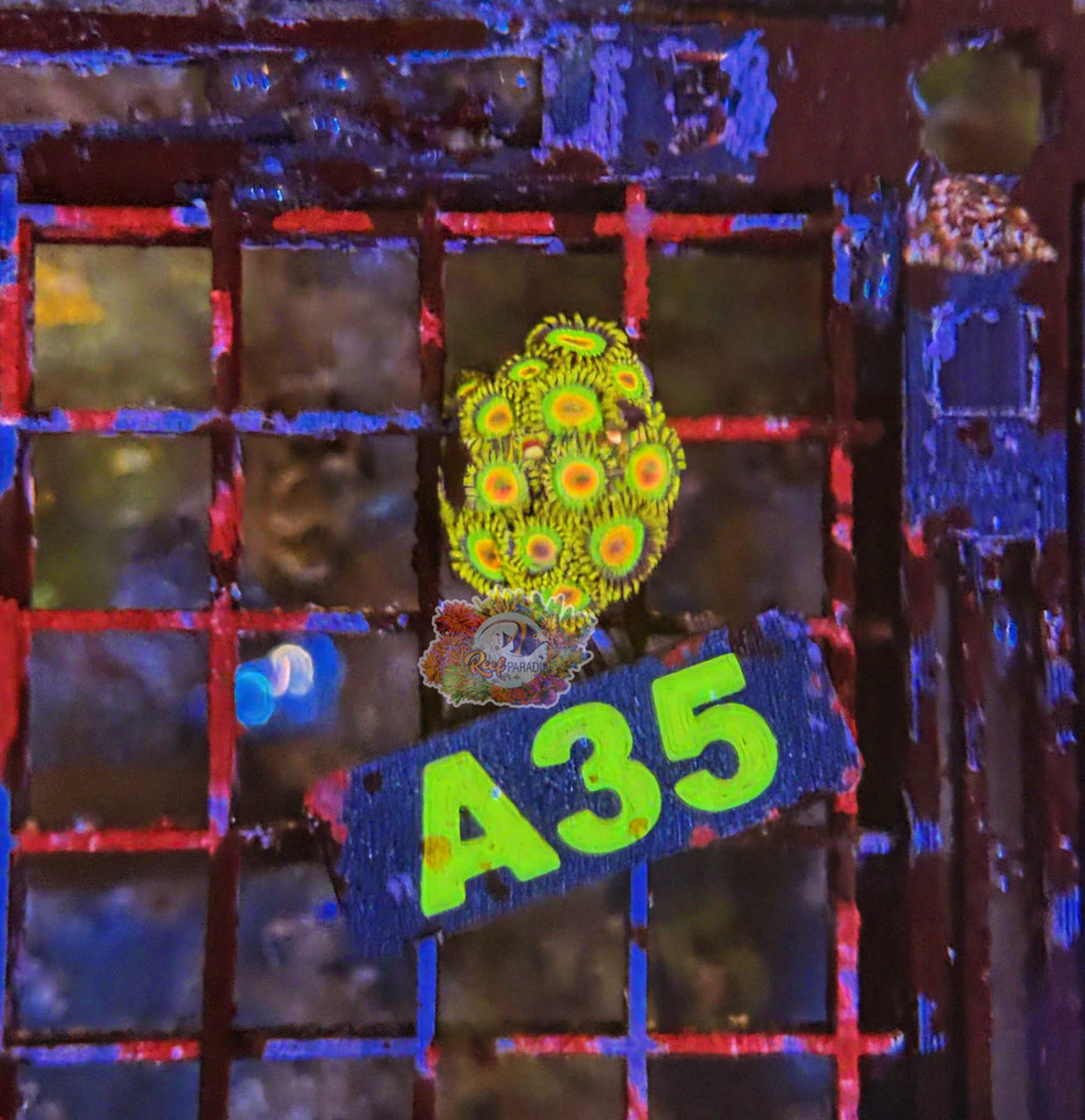 WYSIWYG 35 Rasta Zoa