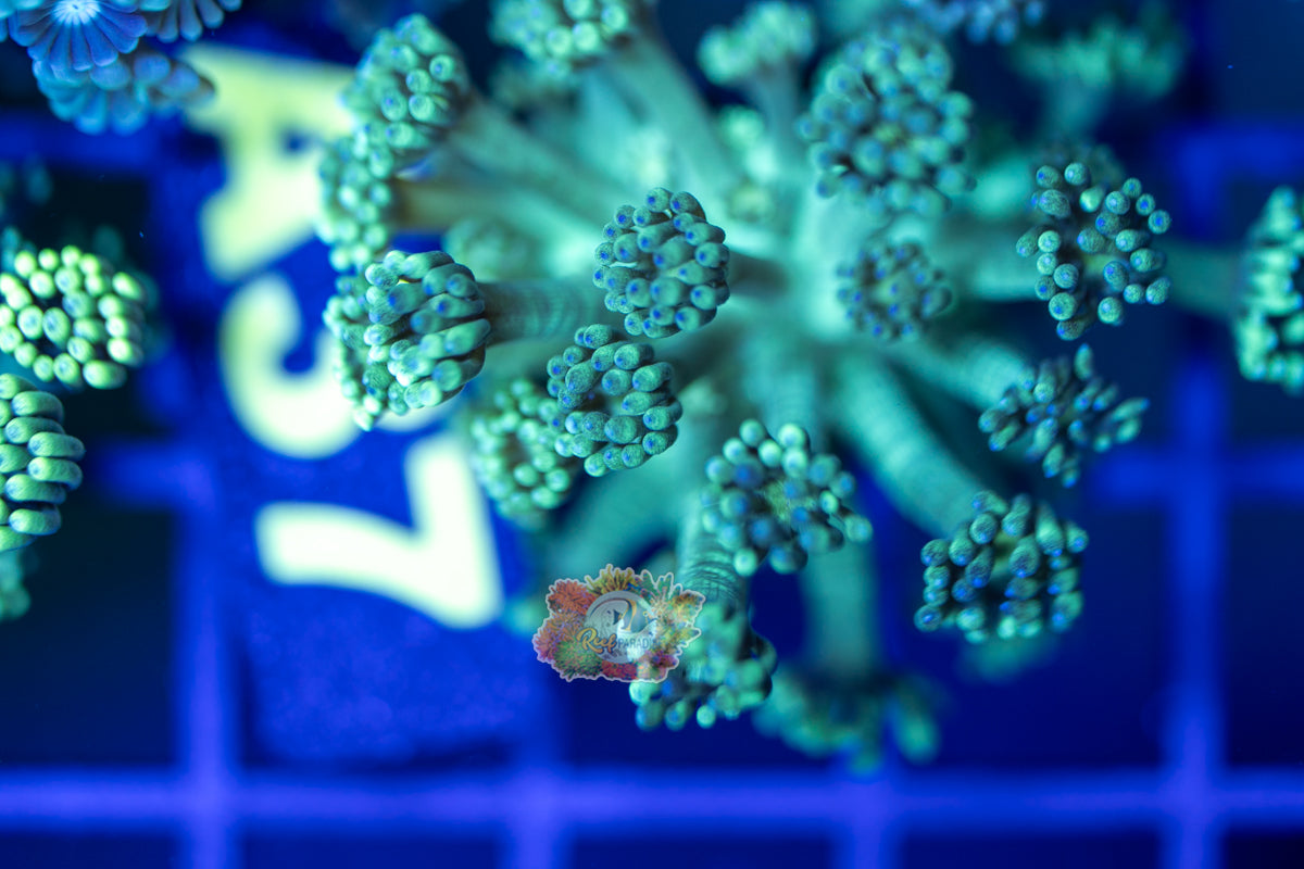 WYSIWYG 37 Green Goniopora