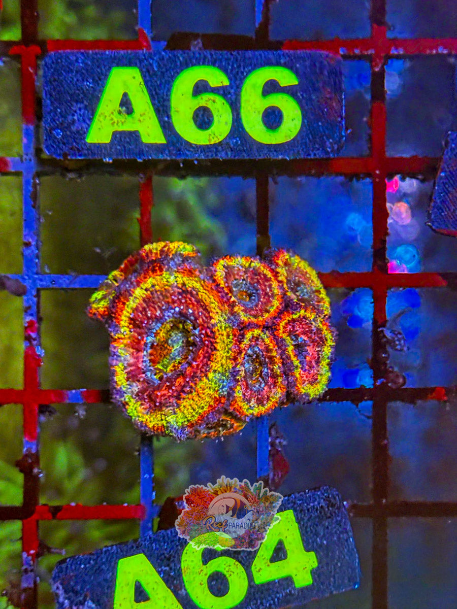 WYSIWYG A64 Rainbow Acan