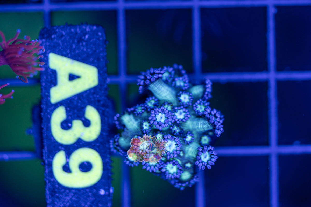 WYSIWYG 39 Ultra Goniopora