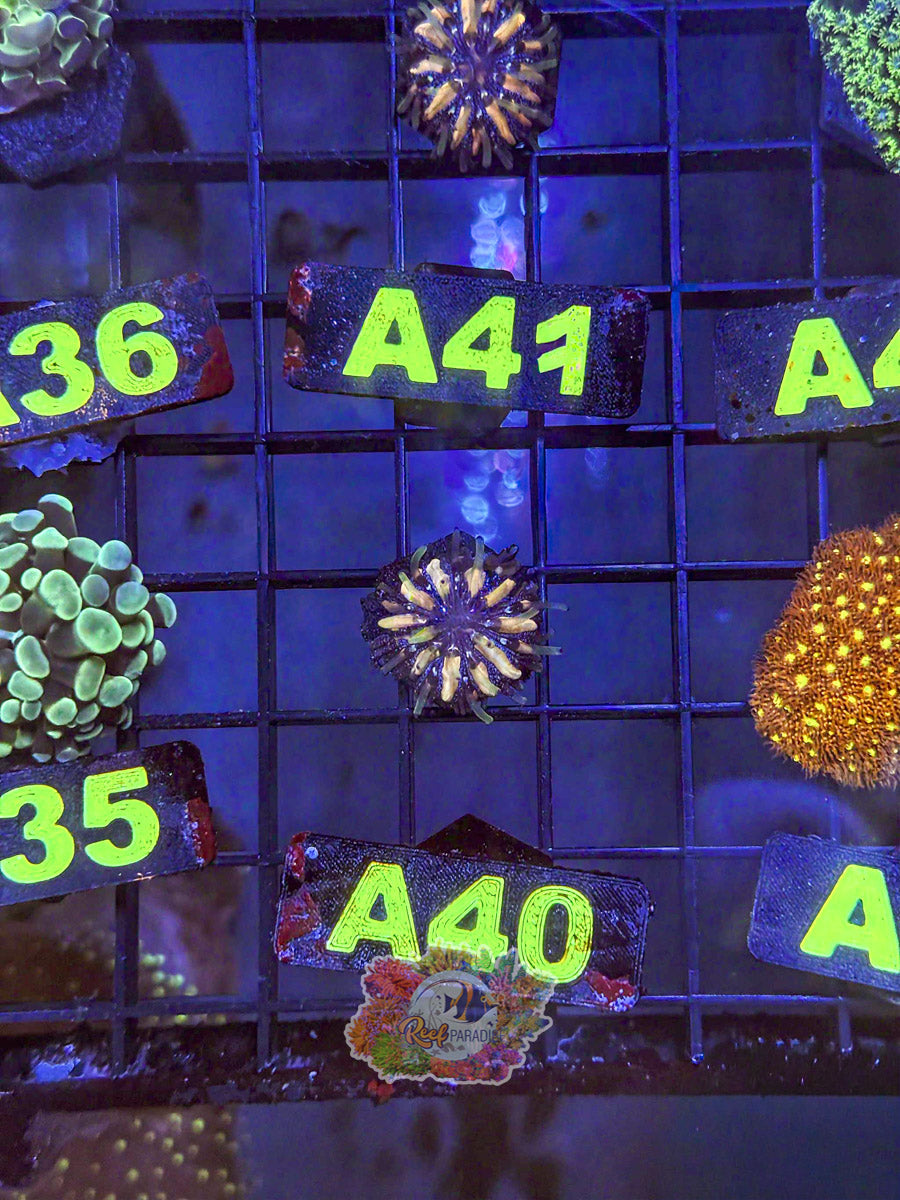 WYSIWYG A40 Rainbow Plate Coral