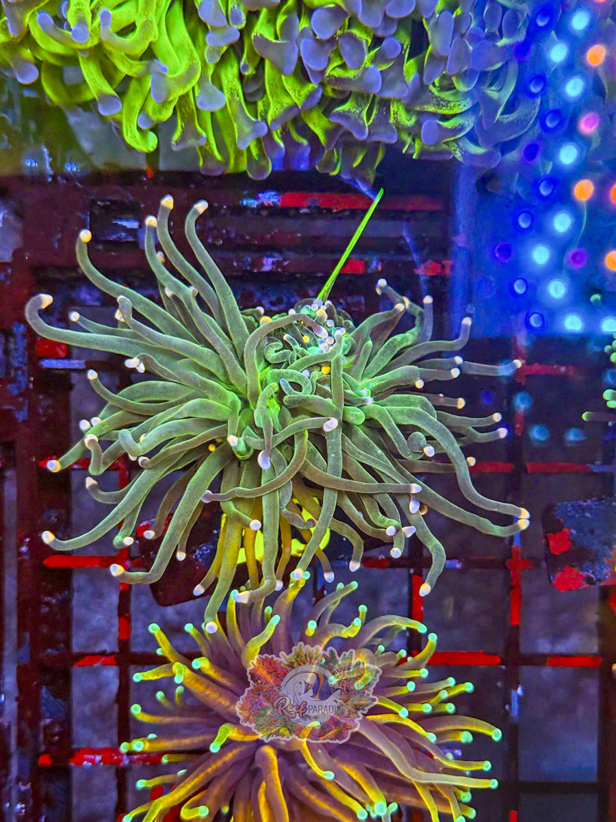 WYSIWYG A3 Neon Tip Torch