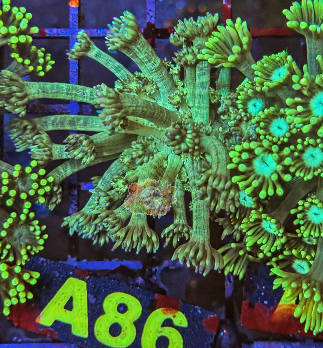WYSIWYG 86 Green Goniopora