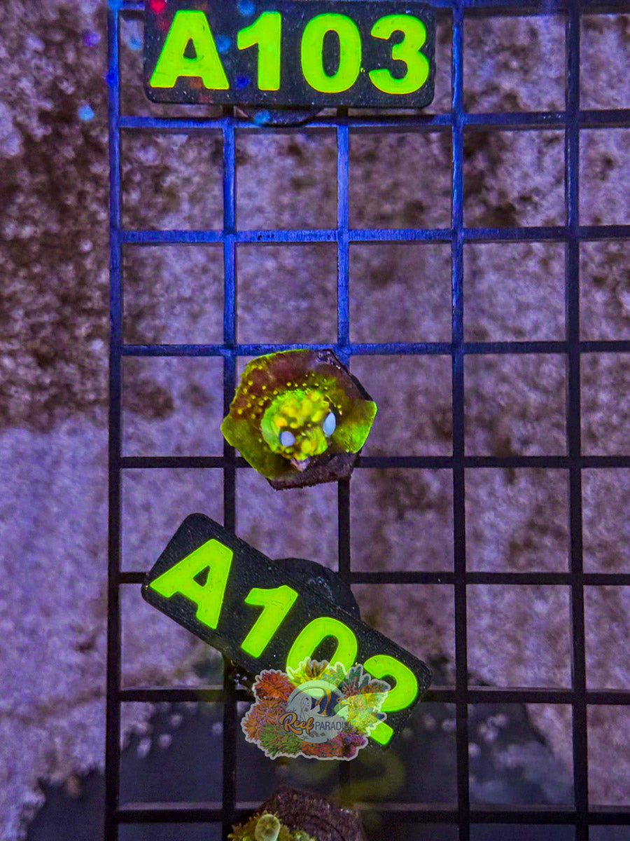 WYSIWYG A102 Acro