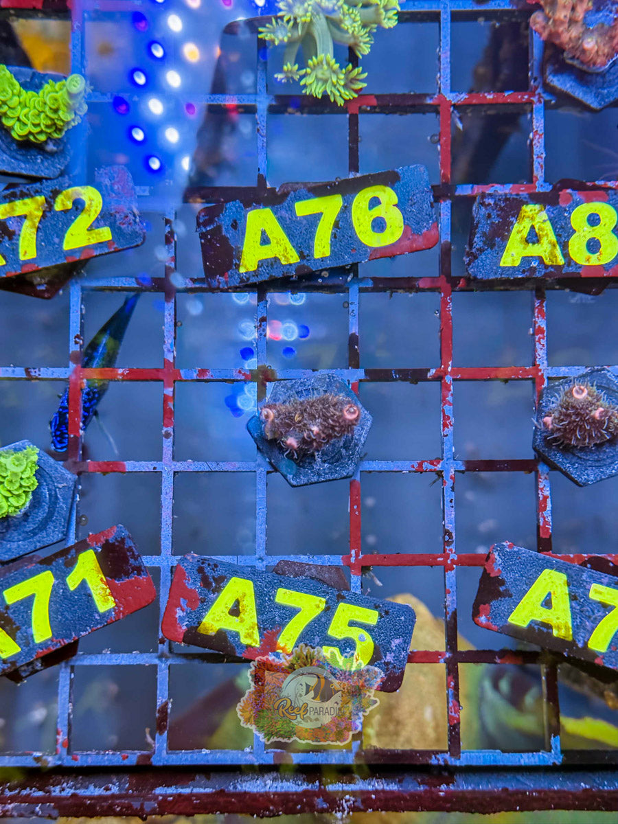WYSIWYG A75 Purple Millepora