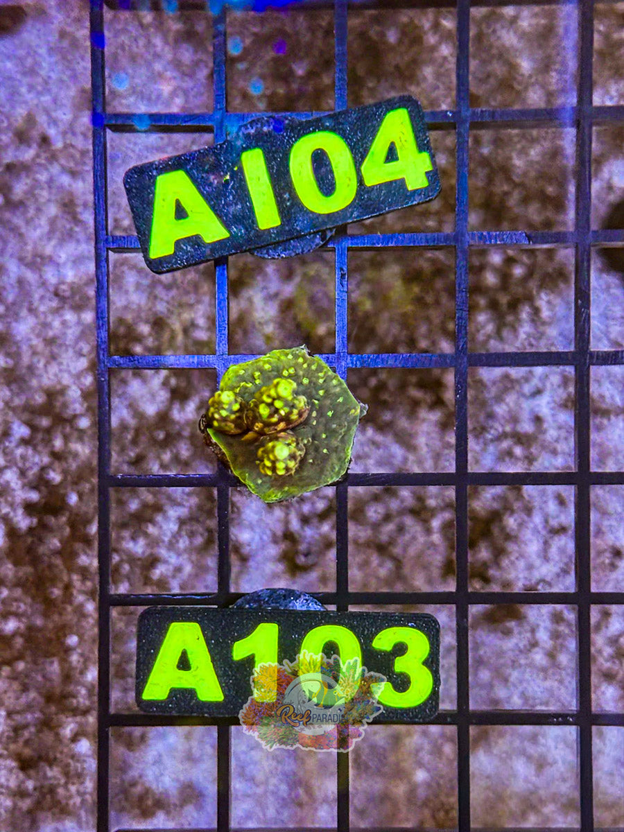 WYSIWYG A103 Acro
