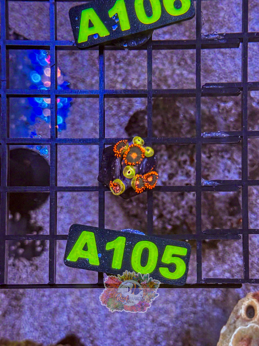 WYSIWYG A105 Zoa Mix