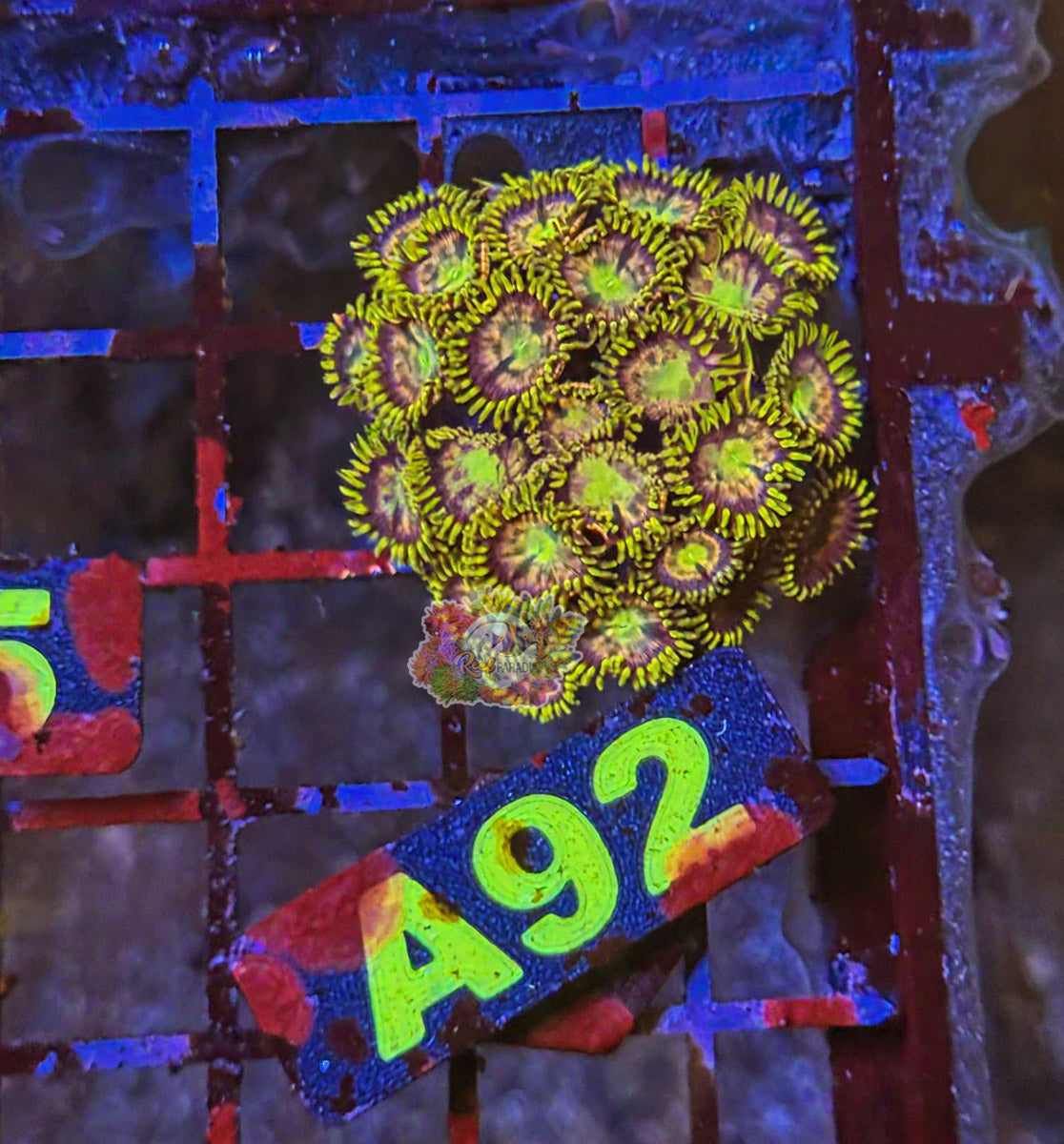 WYSIWYG 92 Zoa