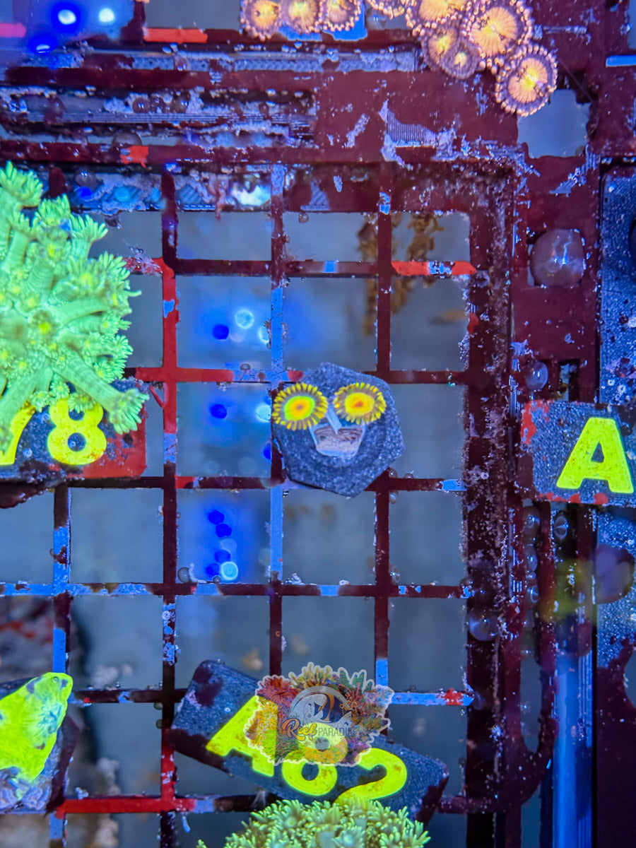 WYSIWYG A82 Rasta Zoa
