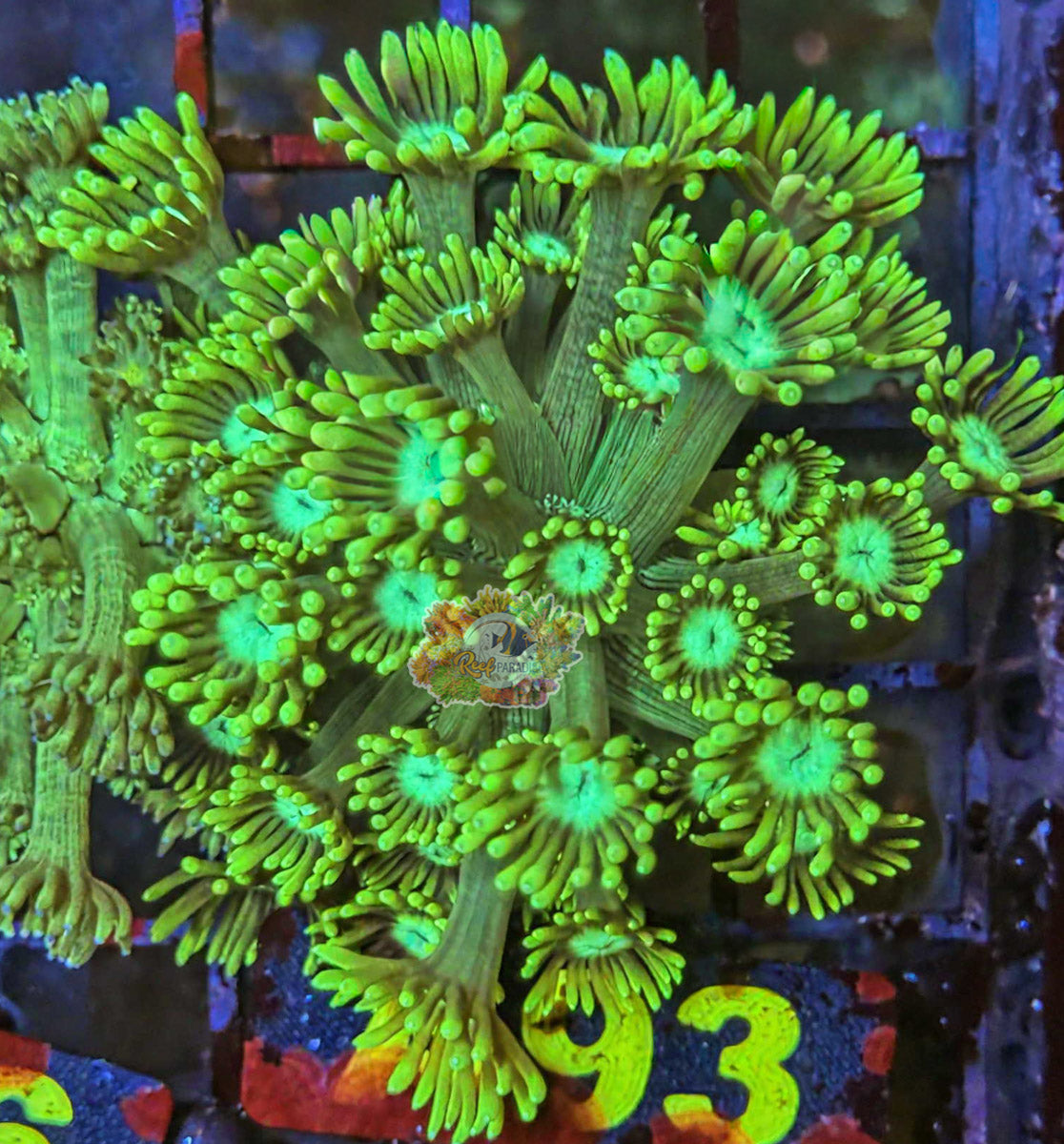 WYSIWYG 93 Green Goniopora