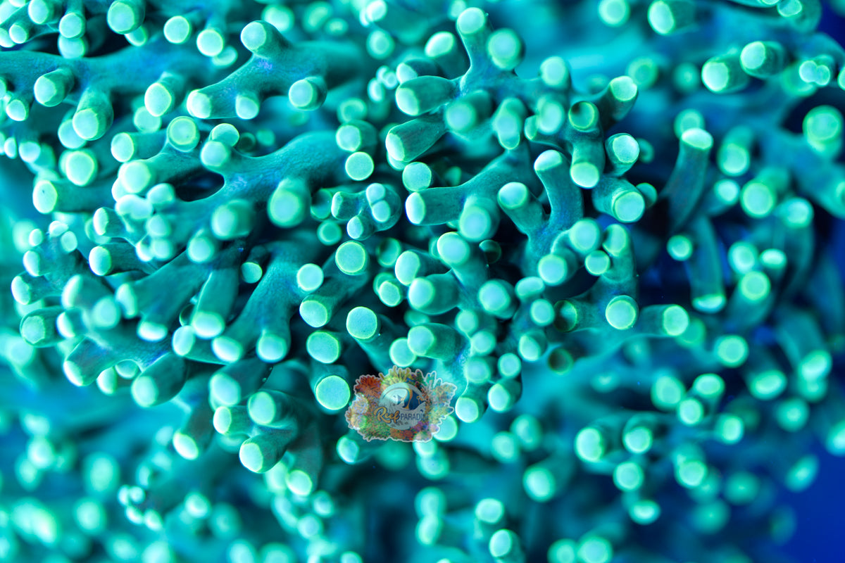 WYSIWYG 49 Ultra Mint Green Forgpsawn