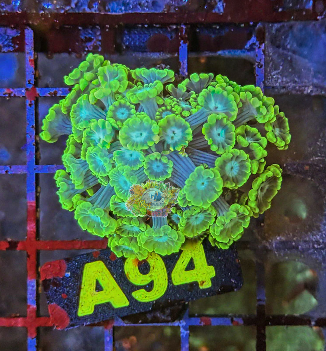 WYSIWYG 94 Alveopora