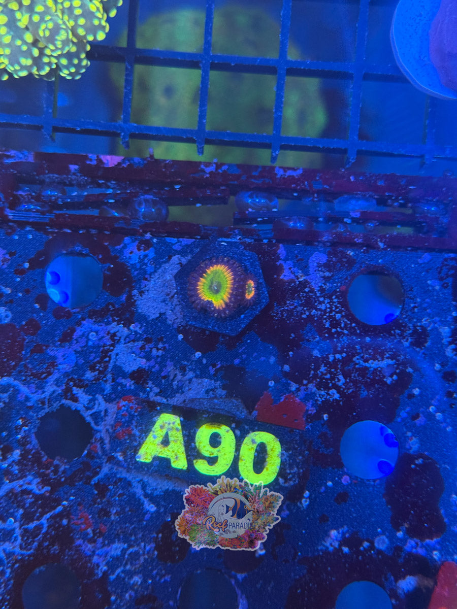 WYSIWYG A90 Rainbow Infusion Zoa