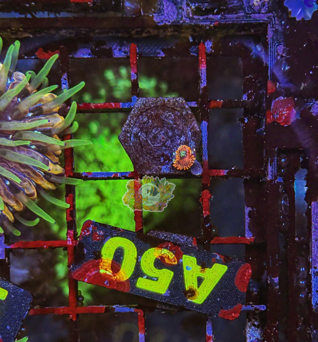 WYSIWYG 50 Zoa