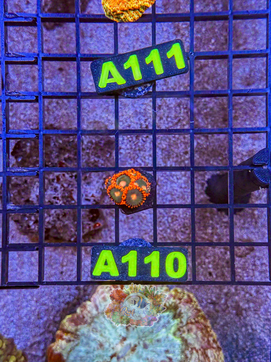 WYSIWYG A110 Zoa Mix