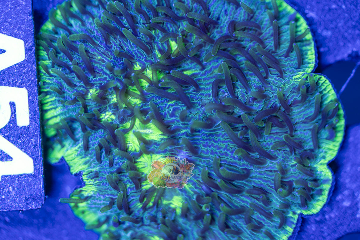 WYSIWYG 54 Green Fungia Plate Coral