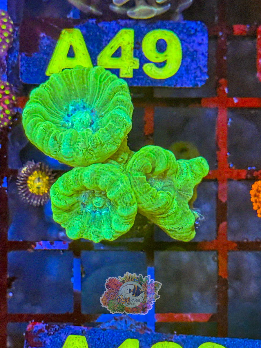 WYSIWYG A48 Neon Candycane