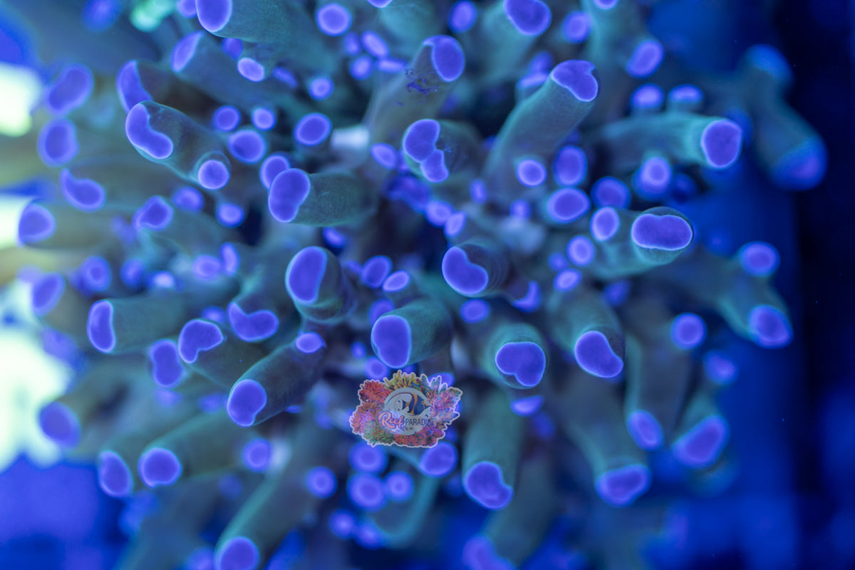 WYSIWYG 56 Green Frogspawn