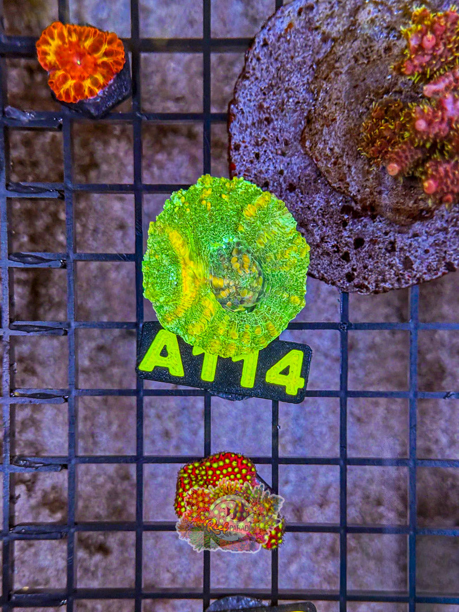 WYSIWYG A114 Green Scoly