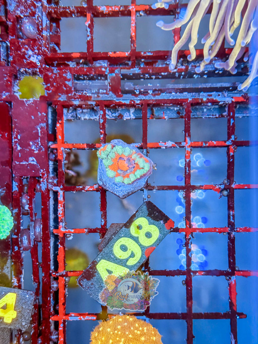 WYSIWYG A98 Ultra Acan