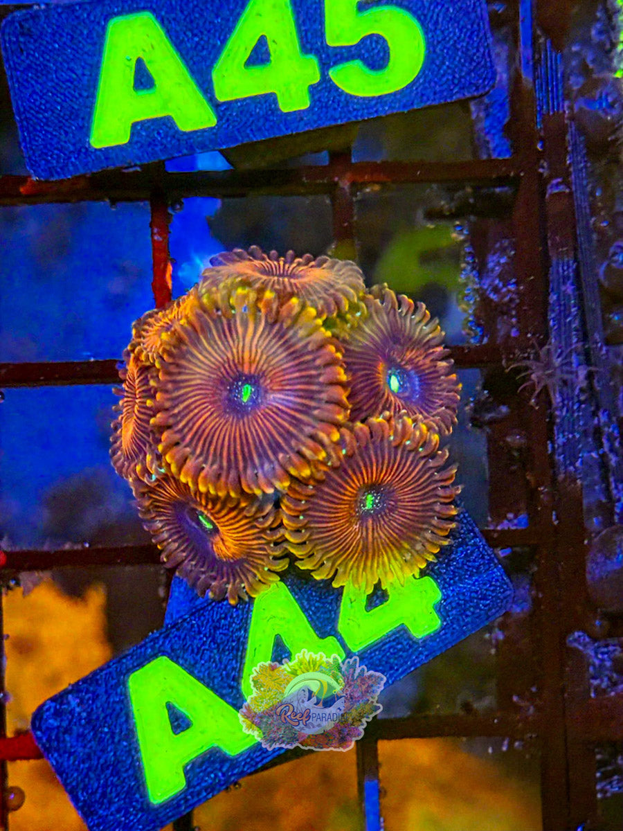 WYSIWYG A44 Zoa