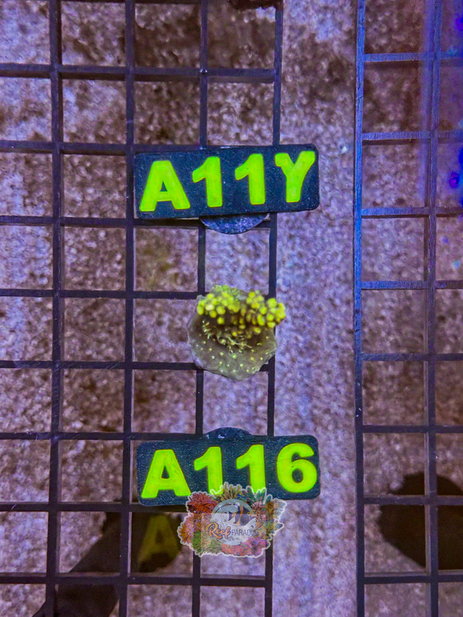 WYSIWYG A116 Acro