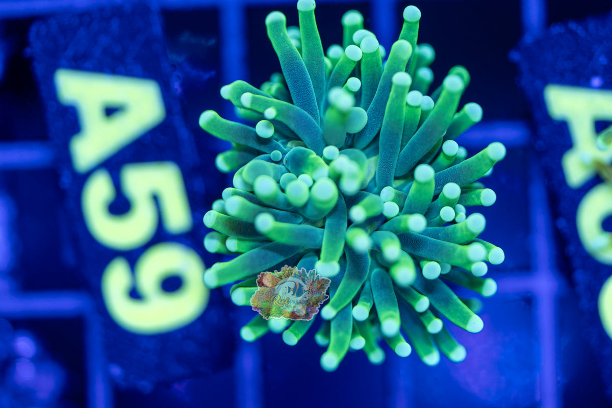 WYSIWYG 59 Lime Torch