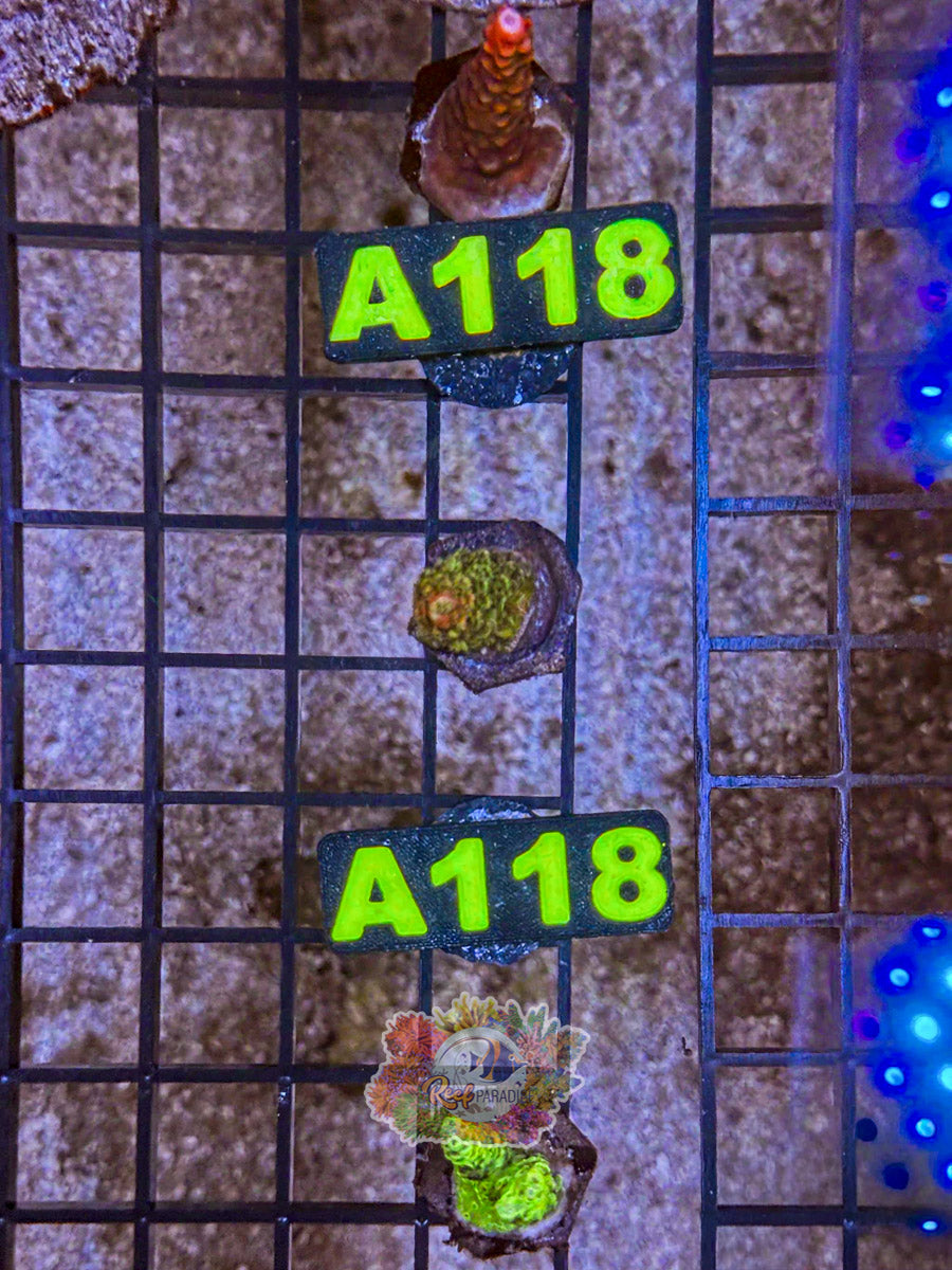 WYSIWYG A118 Acro