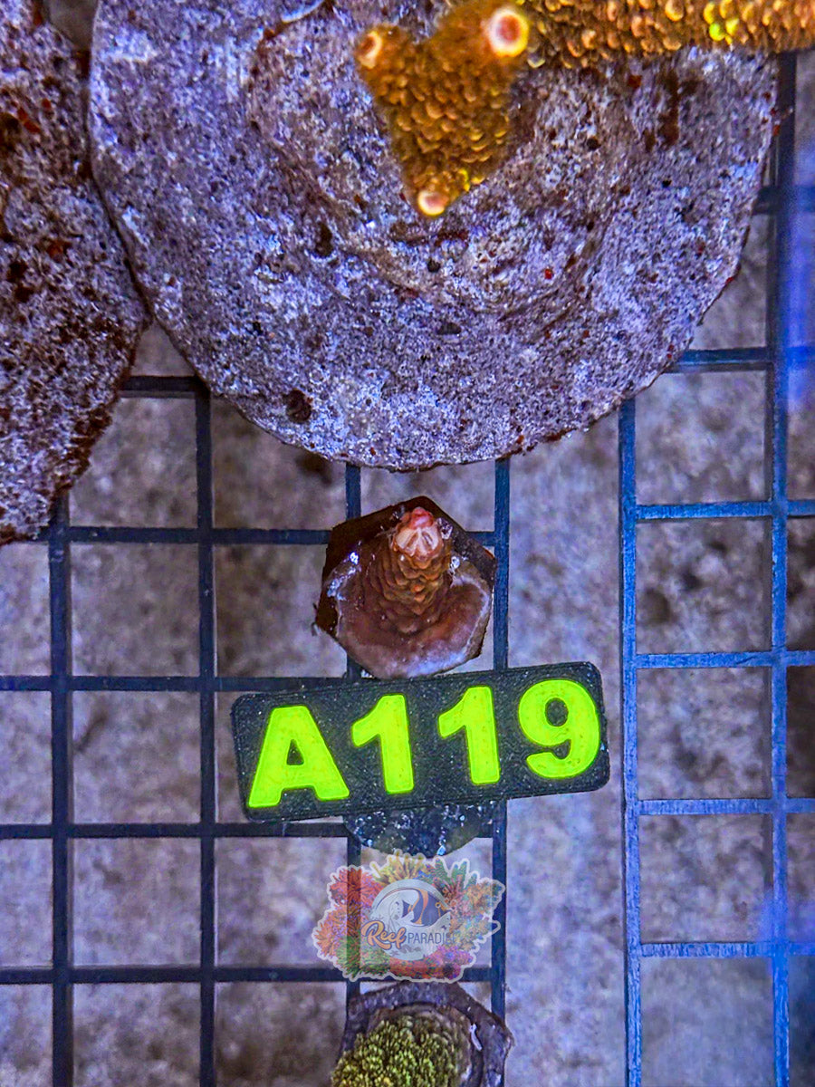 WYSIWYG A119 Acro