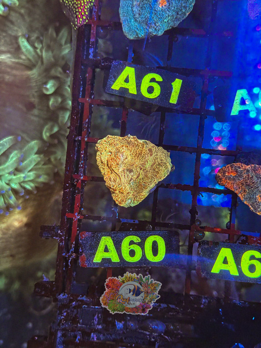 WYSIWYG A60 Gold Chalice