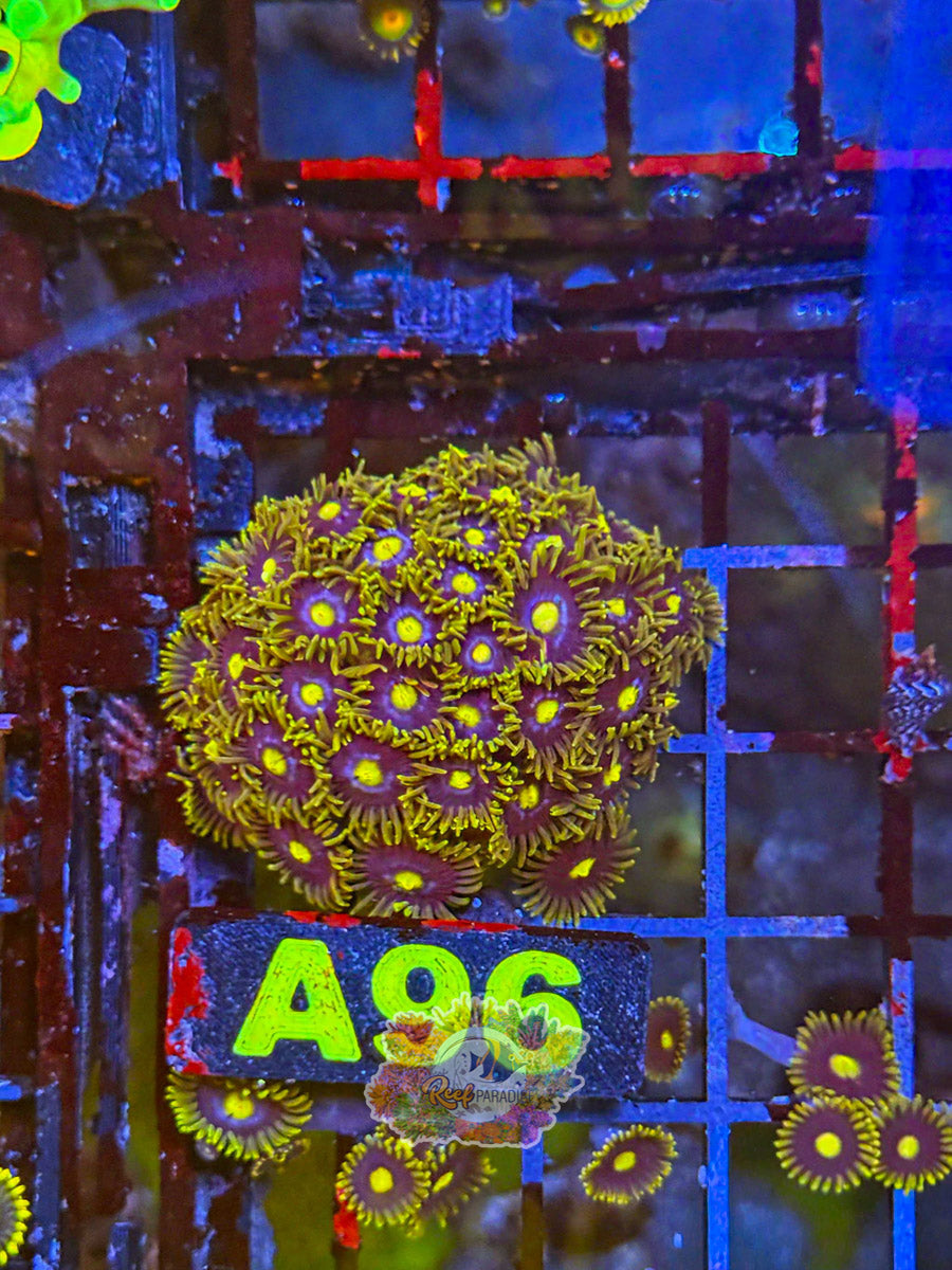 WYSIWYG A96 Zoa