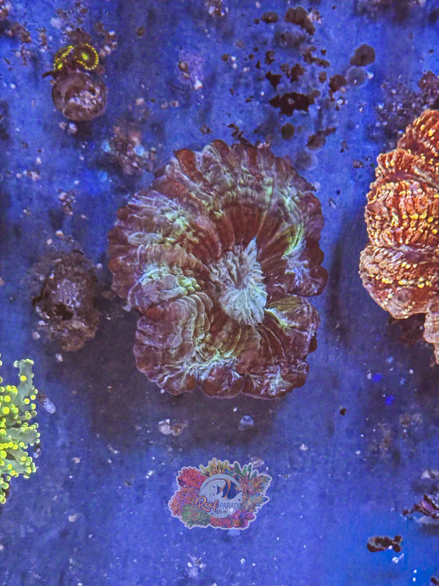 WYSIWYG indophyllia