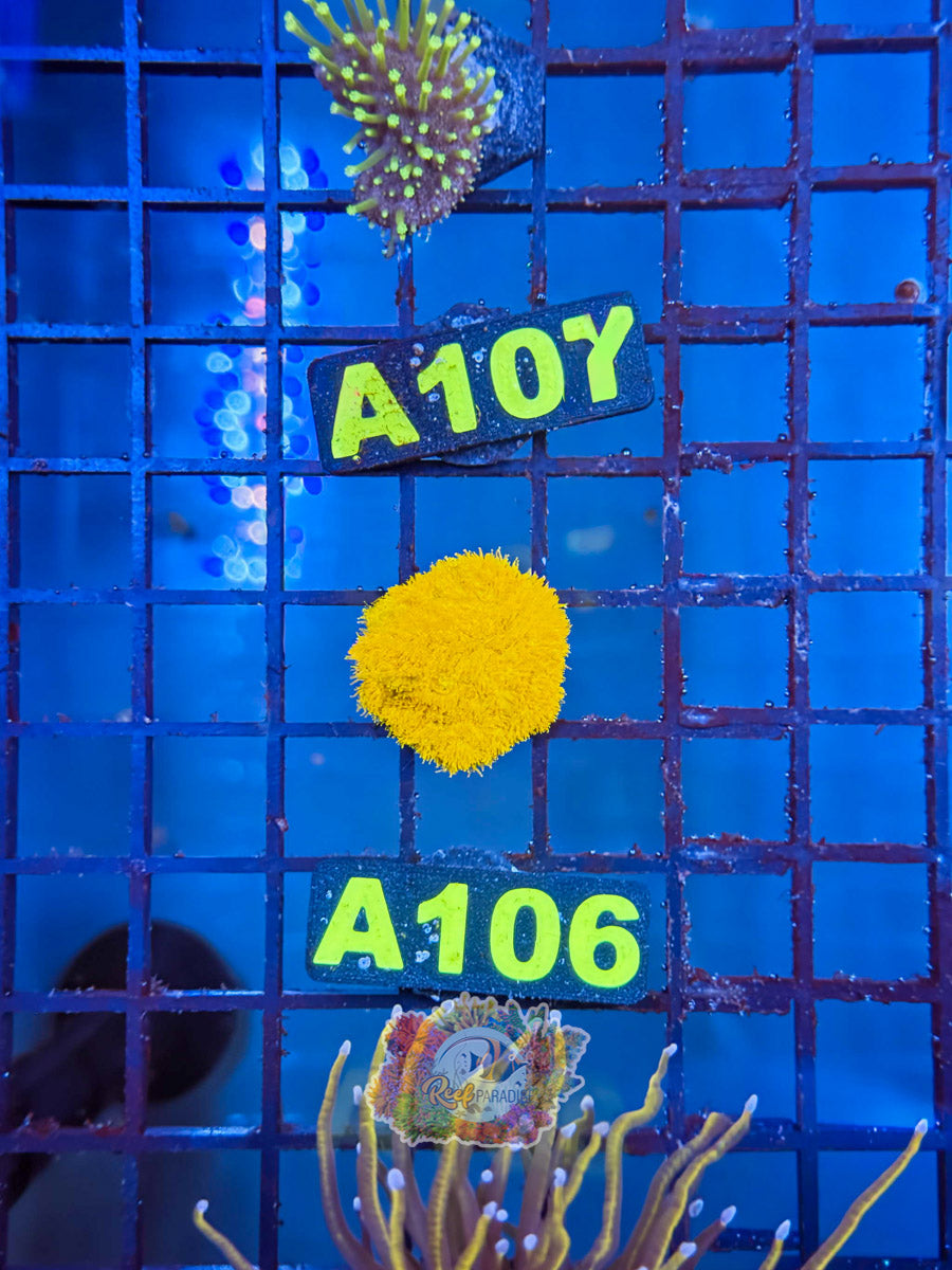 WYSIWYG A106 Ultra Psamacora CRAZY BRIGHT