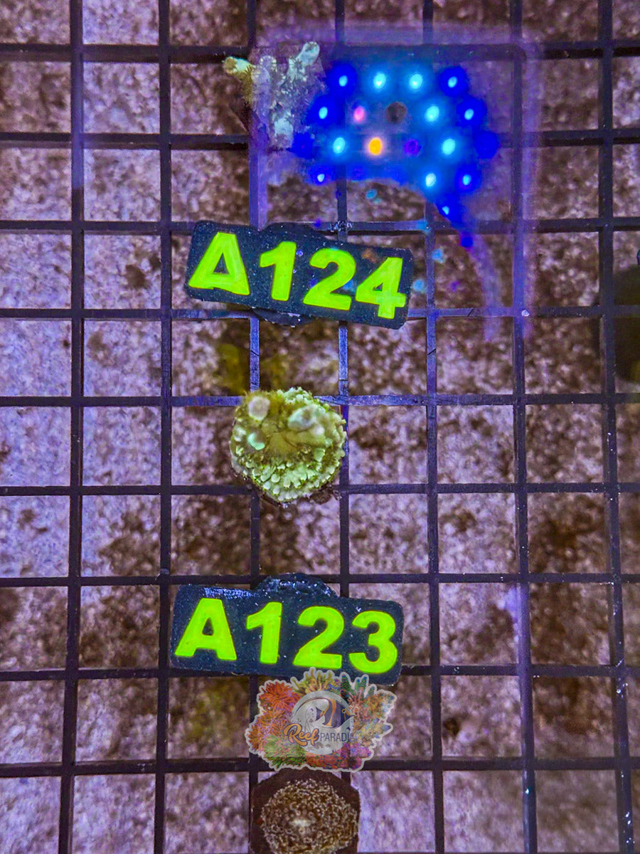 WYSIWYG A123 Tenuis Acro