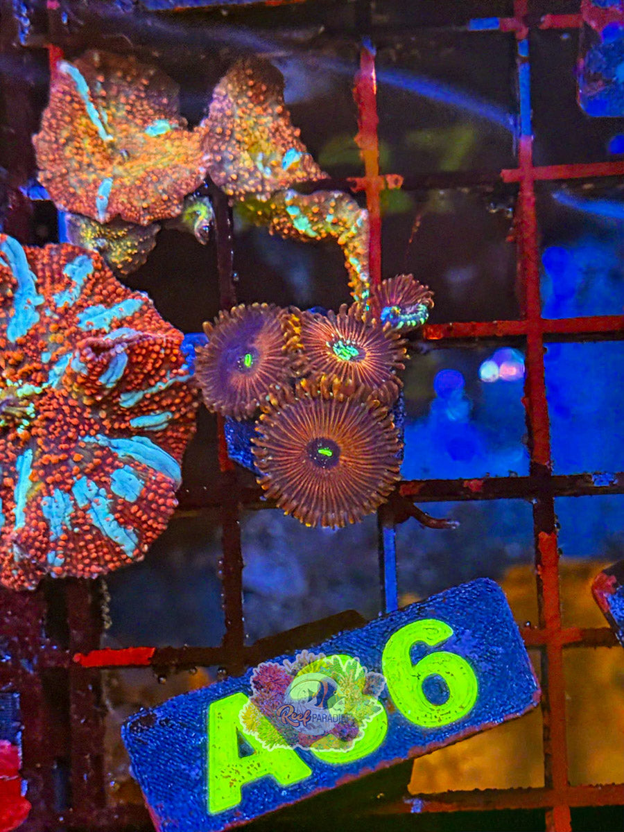 WYSIWYG A36 Zoa