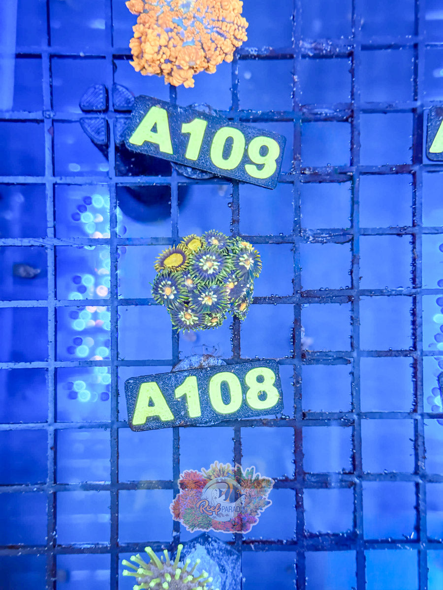 WYSIWYG A108 Zoa Mix