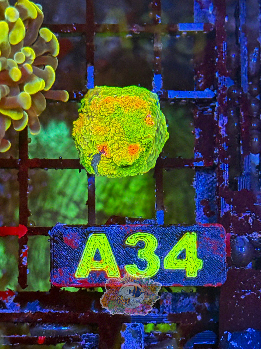 WYSIWYG A34 Crayola Meltdown Chalice