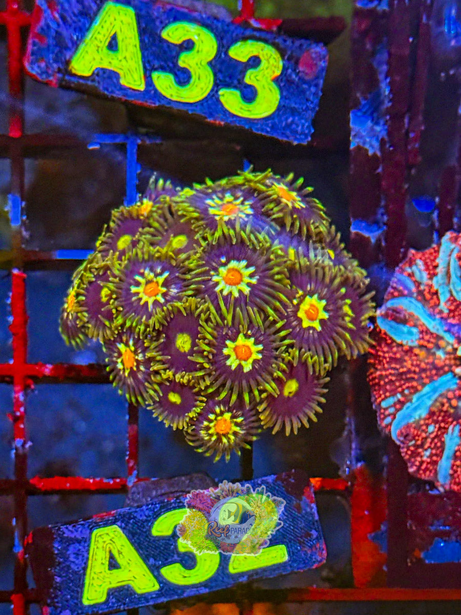 WYSIWYG A32 Zoa