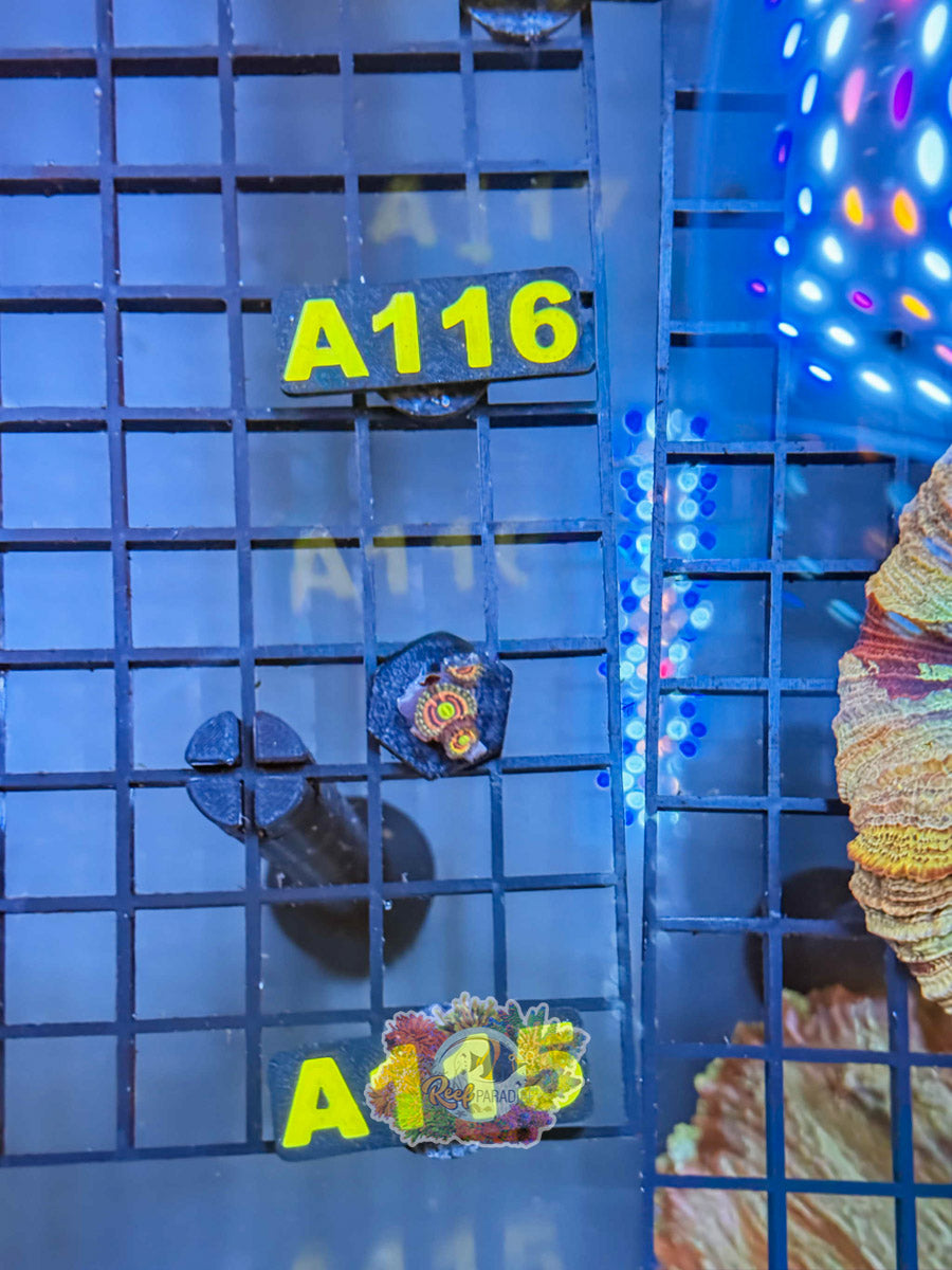 WYSIWYG A115 Zoa