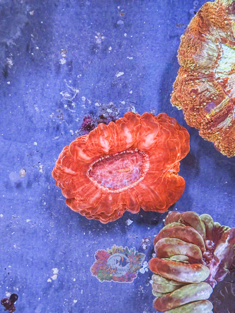 WYSIWYG Cynarina